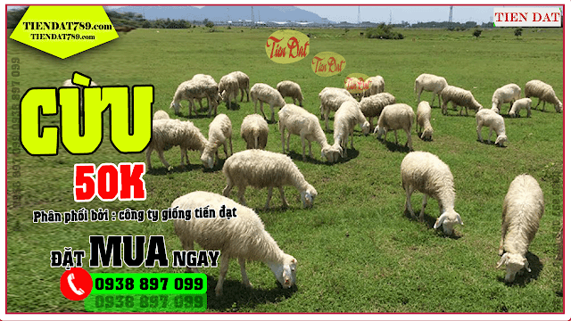 Bán cừu giống 50.000đ/1kg