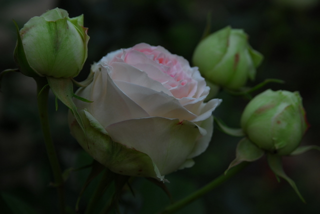 Rose Pierre de Ronsard