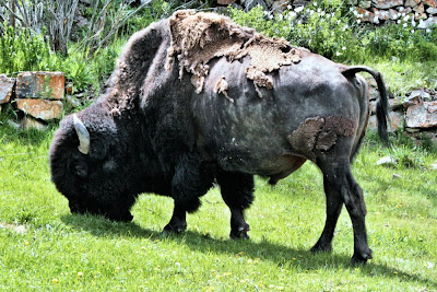 American Bison