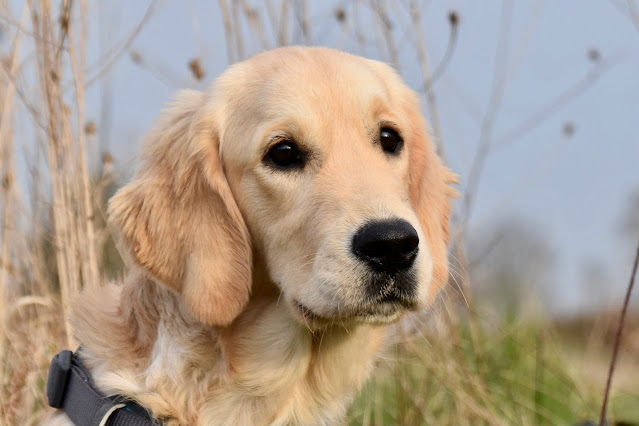 Los Golden Retriever podrian vivir mas años. Curiosciencia