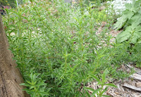 winter savory