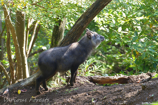 Japanese Serow