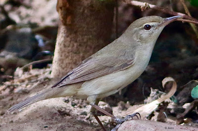 "Blyth's Reed Warbler - Acrocephalus dumetorum passage migrant,The adult has a plain brown back and pale underparts.Here seen perched on the garden floor."