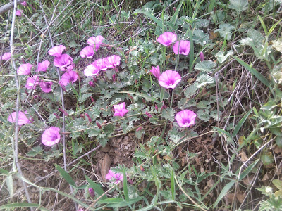 convolvulus althaeoides