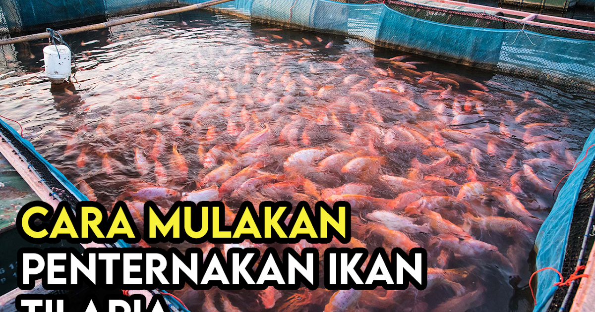 Resepi Ikan Tilapia Merah - About Quotes i