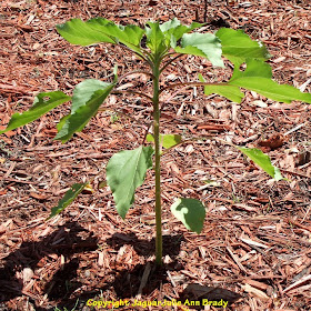 The Last Sunflower of Summer September 2013