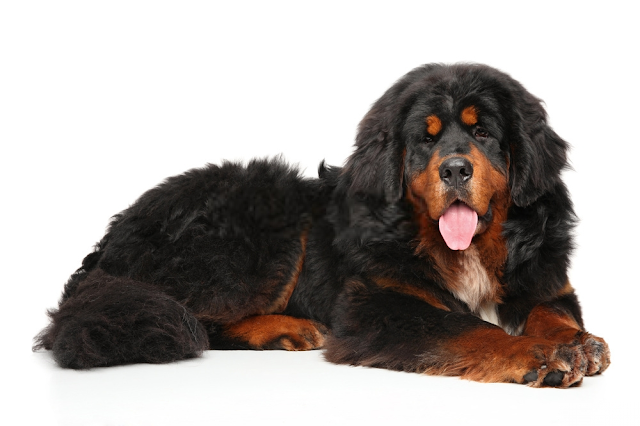 Hình ảnh chó tây trạng dễ thương nhất Tibetan Mastiff