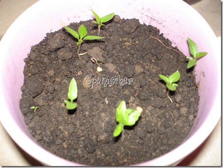 PIMENTA