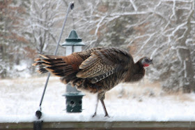 hen turkey on deck railing next to feeder