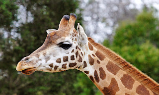Girafa-Día-Mundial-Animales