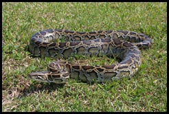 Burmese Python