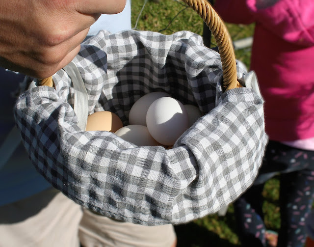 Fresh free range farm eggs in a basket. 