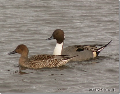 Pintail-pair