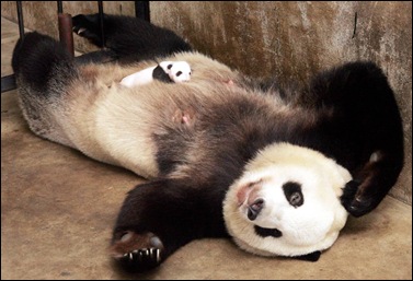 panda