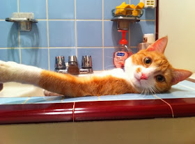Funny cats - part 78 (35 pics + 10 gifs), cat pics, cat in sink