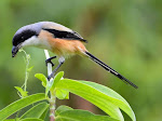 Tips Merawat Burung Cendet Agar Gacor Tiap Hari