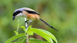 Tips Merawat Burung Cendet Agar Gacor Tiap Hari