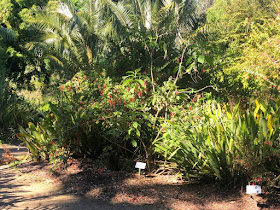 Visite du jardin botanique de San Francisco