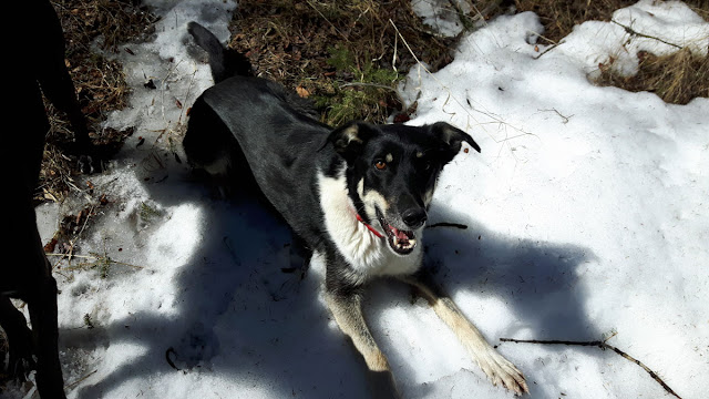 Mischa the sled dog looking very happy, lying on the melting snow with some grass visible, looking at the camera