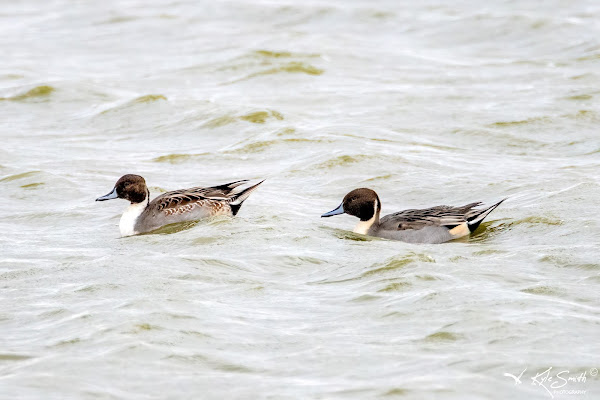 Pintail