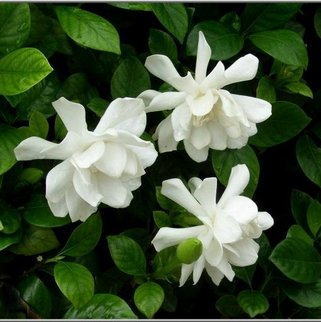 花語 每月的誕生花 六月誕生花 梔子gerdenia Jasminoides 一