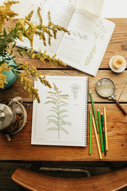 Botanical Drawing for Herbalists Course Opens Shortly