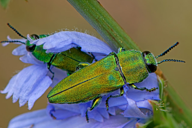 Anthaxia hungarica the Hungarian Jewel Beetle