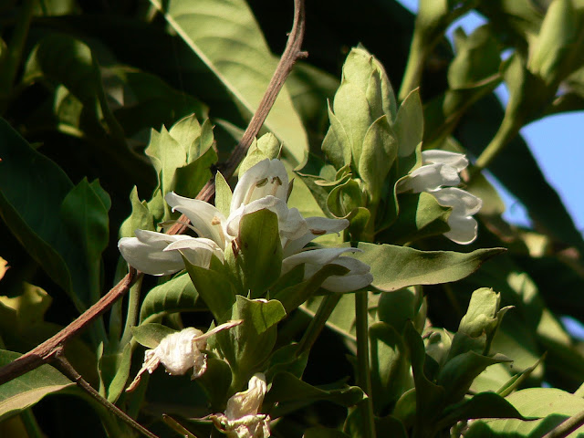 अडूसा (Malabar Nut) : एसिडिटी को दूर करती है