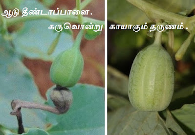 Aristolochia bracteolata pods