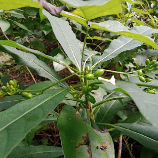 Rauvolvia verticillata banyak tumbuh di tepian sungai di hutan jati