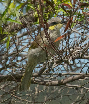 Singing Honeyeater (Lichenostomus virescens) 