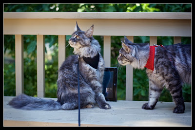 Shiva and Stalone, our 7 months old maine coons