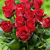 Imagenes de Rosas de Amor, Rosas con Frases de Amor, Imágenes Gifs de Rosas
