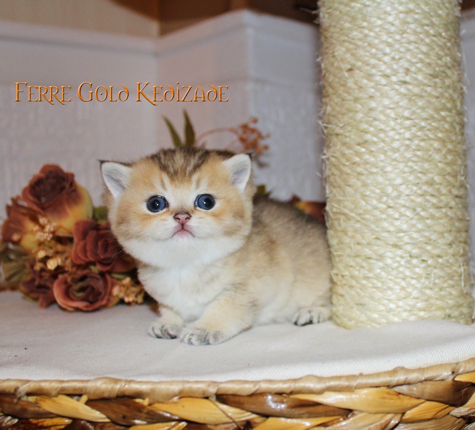 British Shorthair erkek yavru * Golden Shaded Ferre