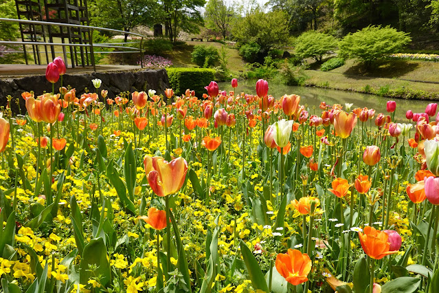 鳥取県西伯郡南部町鶴田 とっとり花回廊 花の谷