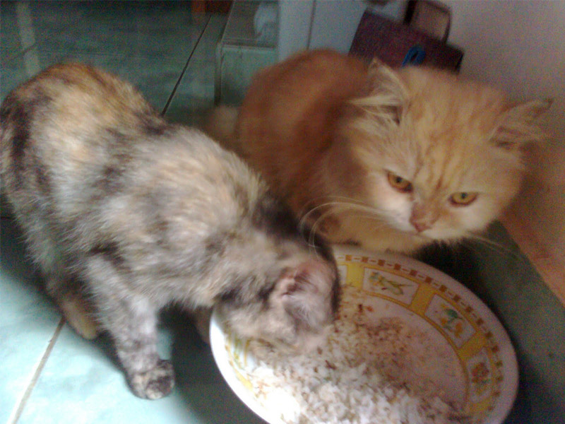  Kucing  makan  makanan yang tak lazim foto  Kucing  gue