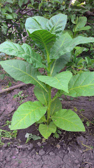 Tobacco cultivation तम्बाकू की खेती