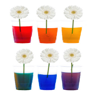 Learn about plants and how they thrive with the color changing flower experiment for kids!  This flower rainbow is made using food coloring and makes a great science fair project for elementary! #rainbowflowers #rainbowflowerexperiment #flowers #colorchangingflowers #flowerexperimentfoodcoloring #flowerexperimentsforkids #dyeingflowers #sciencefairprojects #scienceexperimentskids #growingajeweledrose