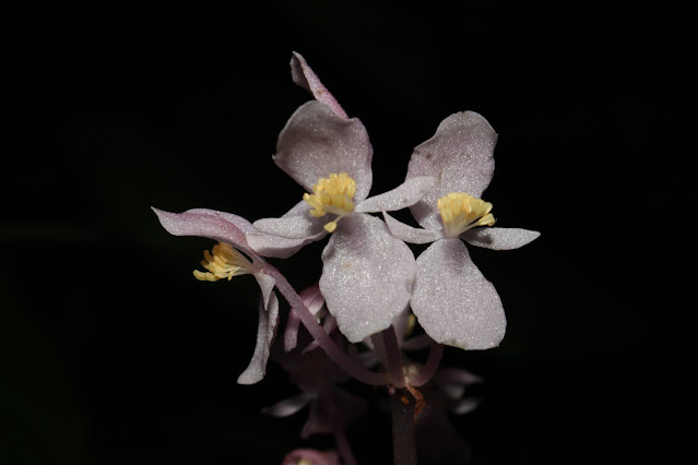 Begonia ceratocarpa