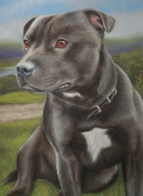 Staffordshire Bull Terrier Dogs Pics