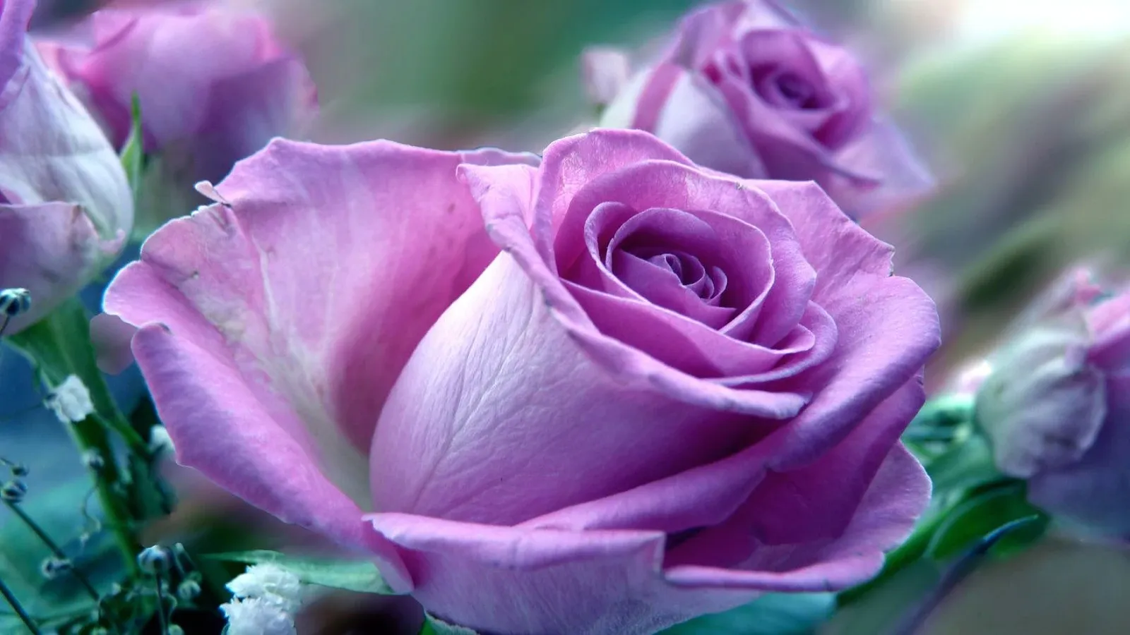 Picture of lavender rose flower - Picture of lavender rose flower - Picture of lavender rose flower - Picture of different colors of rose flower - Rose flower - NeotericIT.com