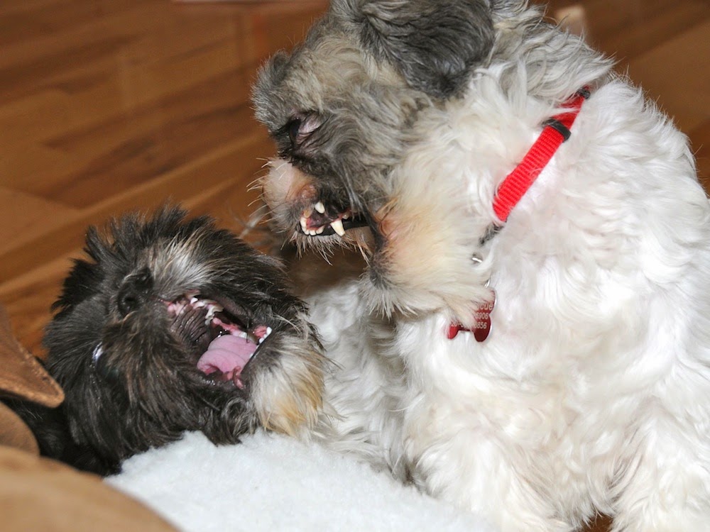 Reasons Why Shih Tzu Become Violent Luv My Dogs