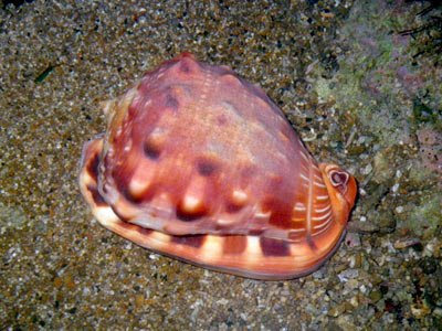 Bullmouth Helmet Shell (Cypraecassis rufa)