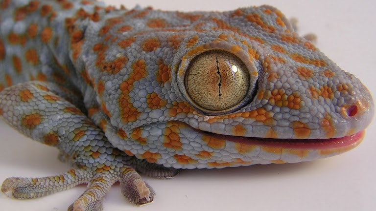 Lizard HD Wallpaper 1