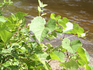 Vigne des rivages - Vitis riparia - Vigne sauvage - Raisin sauvage