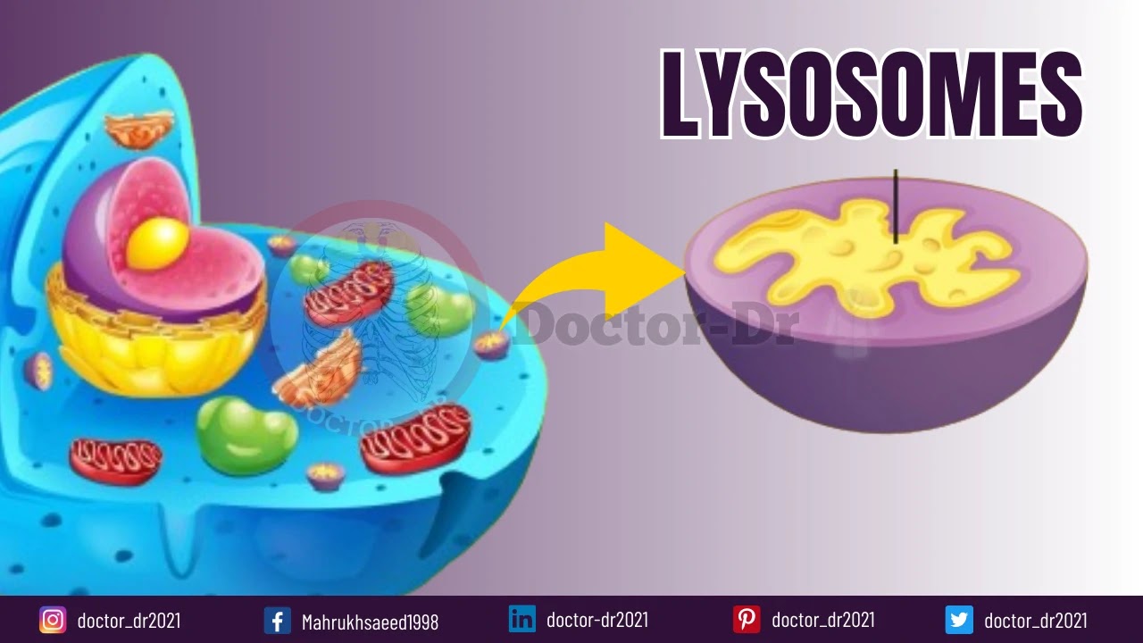 Lysosomes: Anatomy, Functions, and Visual Guide