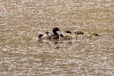 Little Grebe - - with chicks