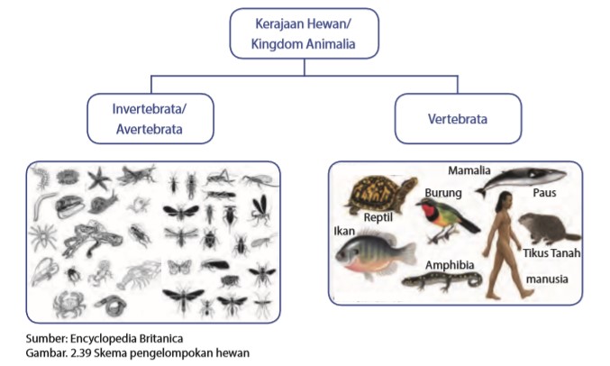 Gambar Burung Vertebrata  Gambar Burung