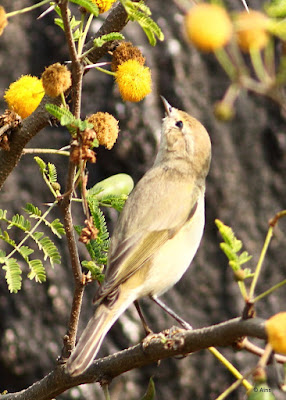 Common Chiffchaff 