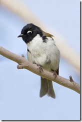 Black-headed Honeyeater